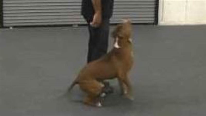 العثور علي الكلب