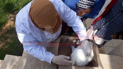 تحصين 32210 طائرًا من الأمراض الوبائية واستمرار أعمال التطهير والتعقيم بكفر الشيخ