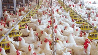 تحصين 30 ألف طائر من الأمراض الوبائية بكفرالشيخ