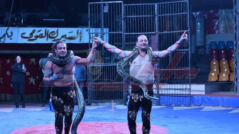 جانب من فقرات السيرك