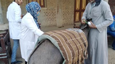 قافلة جامعة سوهاج البيطرية الأسبوعية تفحص وتعالج 635 حالة بقرية البربا مركز جرجا  