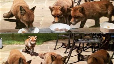 الثعالب والجميلة .. حكاية أغرب من الخيال