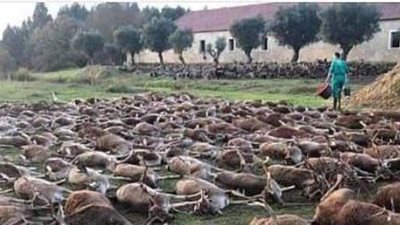 تفاصيل مذبحة الغزلان والخنازير البرية   (صور)