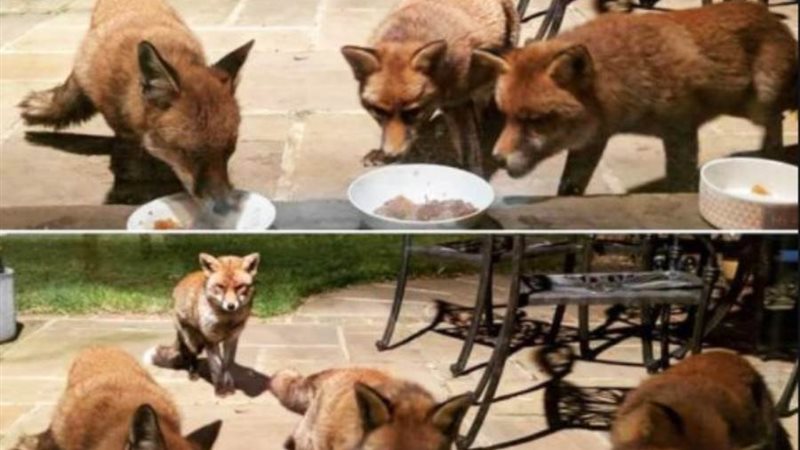 الثعالب في منزل لوسي