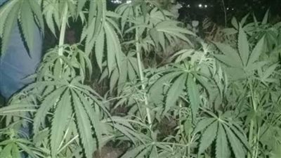 العثور على نبات 