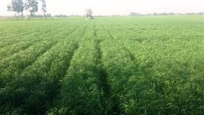 زراعة الشرقية تنفذ حقلا إرشاديا لمحصول القمح بديرب نجم