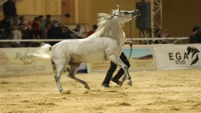 جميلات الخيل العربي
