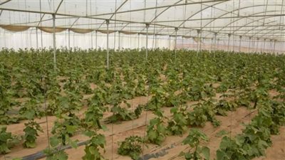 تنفيذ 30% من مشروع الصرف و12 صوبة زراعية  بقرية العوينة