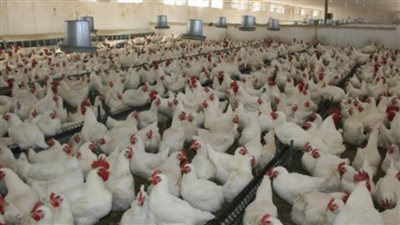 سوق الدواجن| أسعار مستقرة ومعروضات ممتازة.. الأسعار تبدأ من 25 جنيها