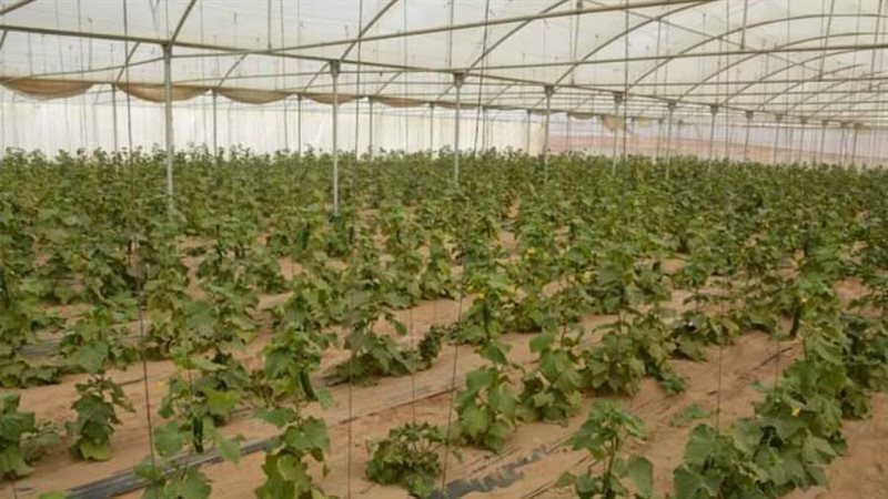 تنفيذ صوب زراعية