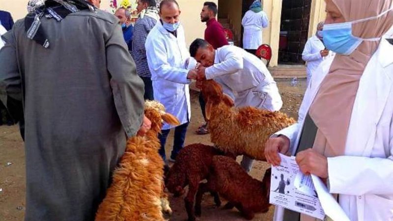 فحص الماشية ضد الأمراض