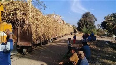 انقلاب ٣ عربات بقطار لنقل القصب بملوي جنوب المنيا دون إصابات 