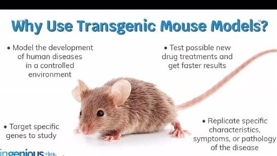 جامعة حلوان تبحث أخلاقيات أبحاث حيوانات التجارب