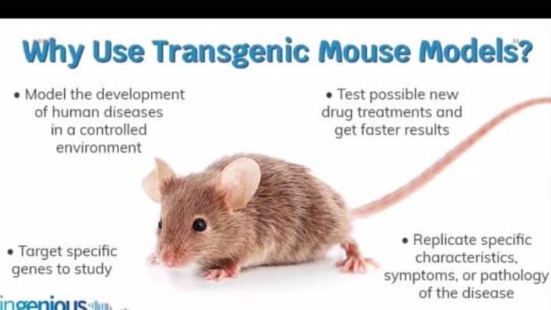 حيونات التجارب