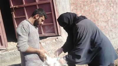 محافظ كفر الشيخ : تحصين 47030 طائراً ضد الأمراض الوبائية