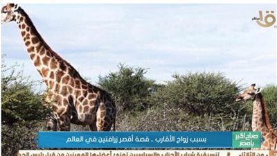 زرافة قزم.. 