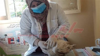 تحصين 47030 طائراً من الأمراض الوبائية بكفر الشيخ