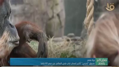 حكاية إنجي..أشهر إنسان غاب يغيب في 2021