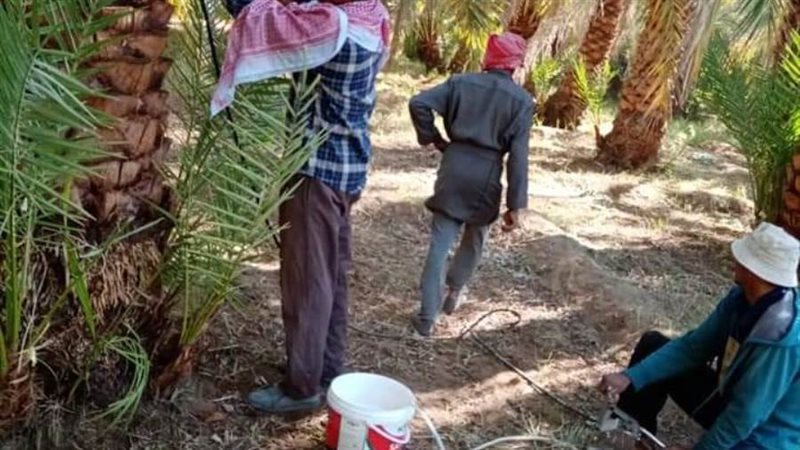 معالجة سوسة النخيل