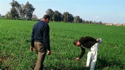المكافحة والإرشاد الزراعي يتابعان زراعات محصول القمح والفول بالبحيرة