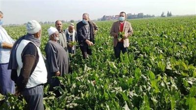 زراعة الشرقية تنفذ مدرسة حقلية عن محصول البنجر بأبو كبير