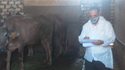 تحصين 7473 رأس ماشية ضد الحمى القلاعية والجدري  بالطب البيطري بالبحيرة