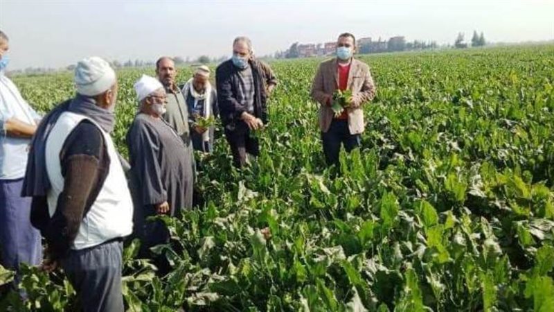 ندوة إرشادية عن محصول