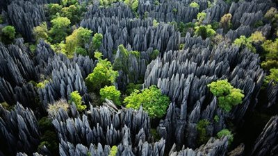 أخطر الغابات في العالم .. غابة الصخور 