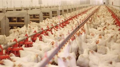 ناميبيا تقررتعليق استيراد الدواجن الحية من 10 دول أوروبية بسبب تفشى أنفلونزا الطيور