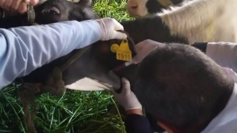 تقديم العلاج للمواشى