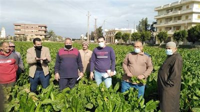 ندوات إرشادية مكثفة لمحصول بنجر السكر بزراعة البحيرة