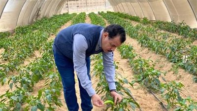 رئيس جامعة الوادي الجديد يتفقد مزارع القمح والصوب الزراعية