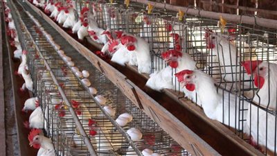 استعلم.. بورصة الدواجن الرئيسية اليوم..23 جنيهاً للكيلو الفريش و33 جنيهاً المجمد