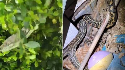 لحظات الرعب.. ثعبان ضخم بطول 10 أقدام في حديقة منزل (فيديو)