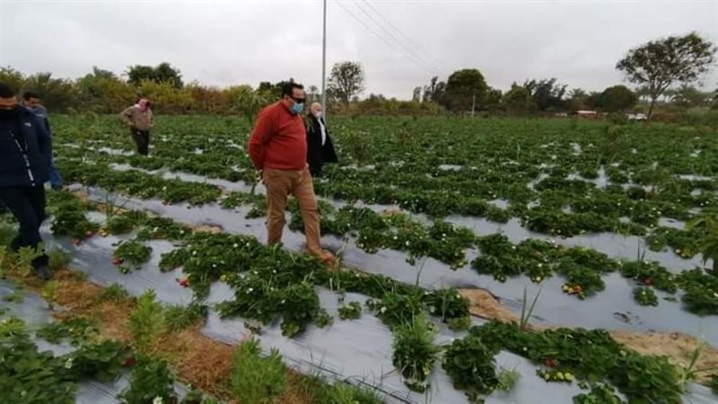 أثناء تفقد حقل الفراولة