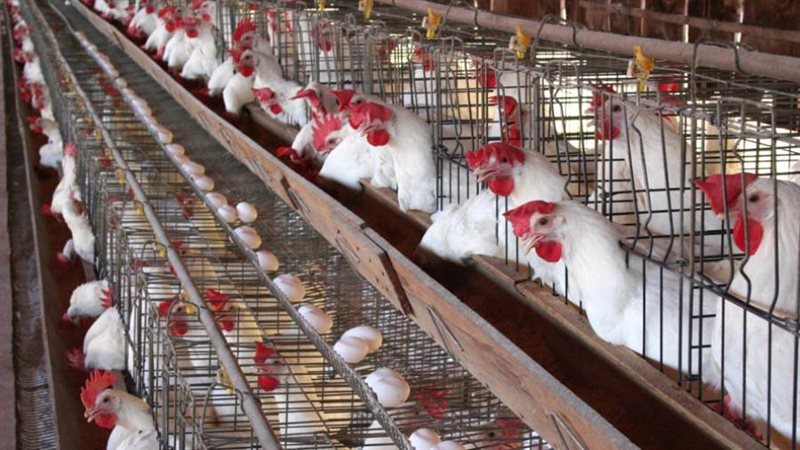 بورصه الدواجن