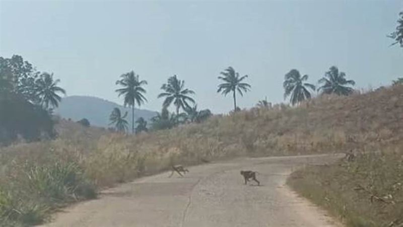 هجوم القرود