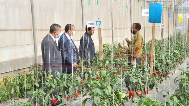 المستشار الثقافي