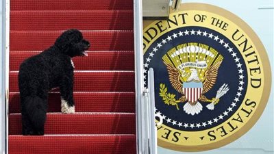 كلاب بايدن تعود إلى البيت الأبيض (فيديو)