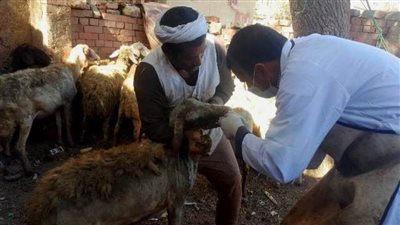 قافلة بيطرية بقرية طحا المرج بالشرقية لعلاج الثروة الحيوانية مجانا