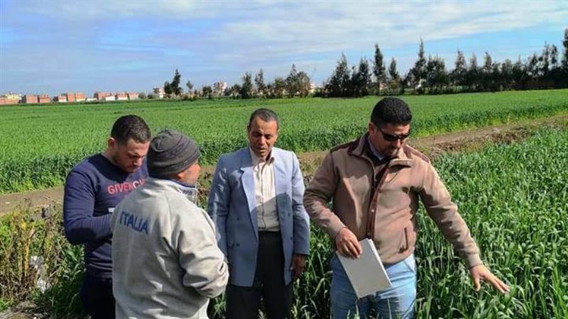 متابعة محصول القمح