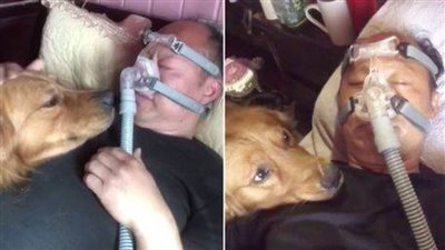 الكلب الوفي.. 