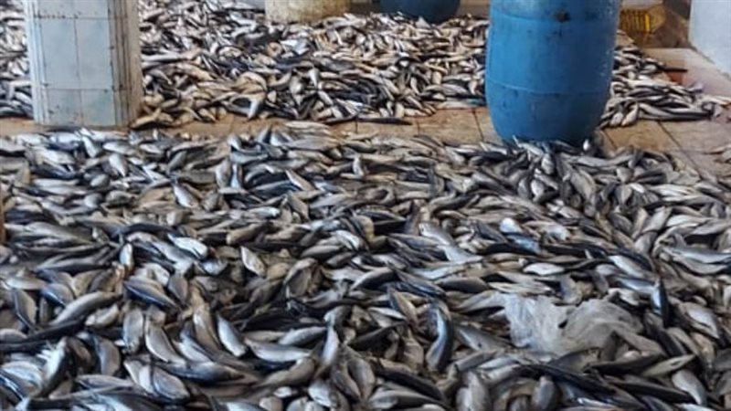 ضبط أسماك غير صالحة