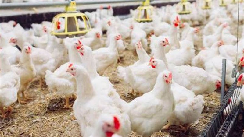 بورصة الدواجن