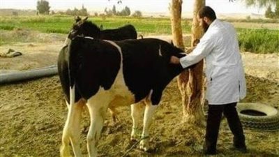 علاج 3 ملايين و165 ألف رأس ماشية بالبحيرة