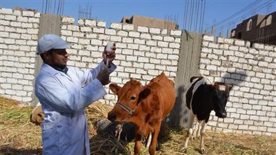 حملة لتحصين المواشي بالإسماعيلية