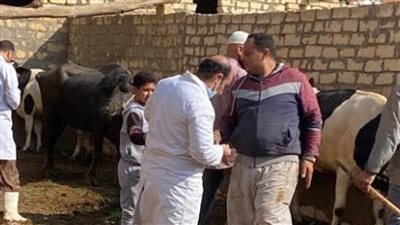 بدء توزيع اللقاحات لتحصين المواشي ضد مرض الحمى القلاعية بالسويس