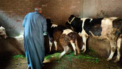 تحصين 7277 رأس ماشية ضد الحمى القلاعية بالدقهلية