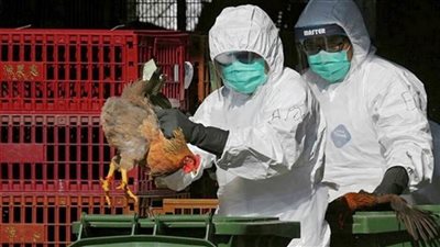  الجزائر ترصد تفشي سلالة لإنفلونزا الطيور 