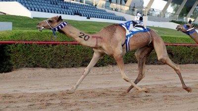 انطلاق تحديات اللقايا بميدان المرموم لهجن أبناء القبائل بالإمارات